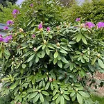 Koenigshof * Μονσάου