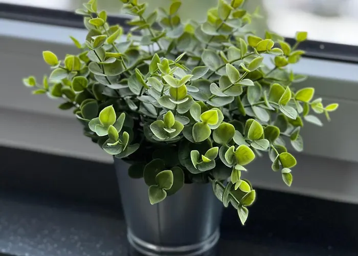 Koenigshof Lejlighed *