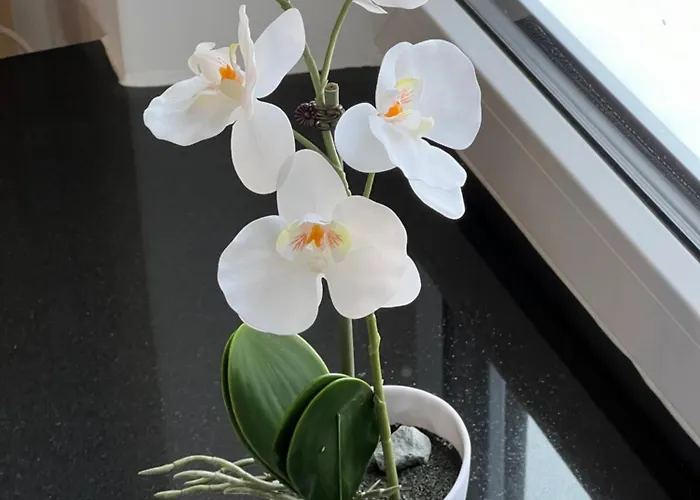 Koenigshof 몬샤우