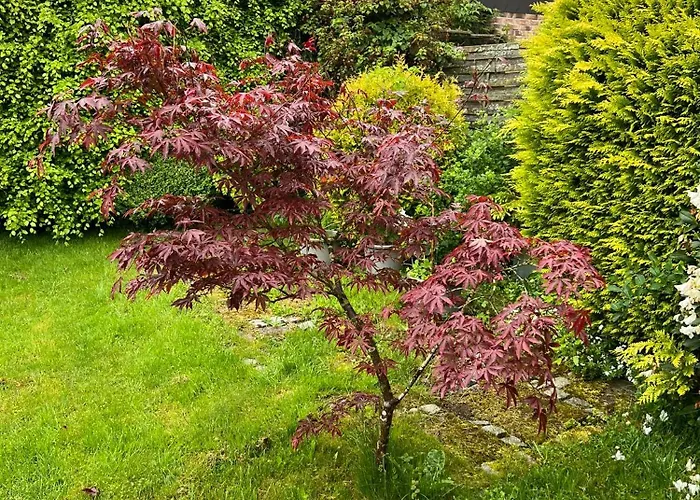 Koenigshof * Monschau