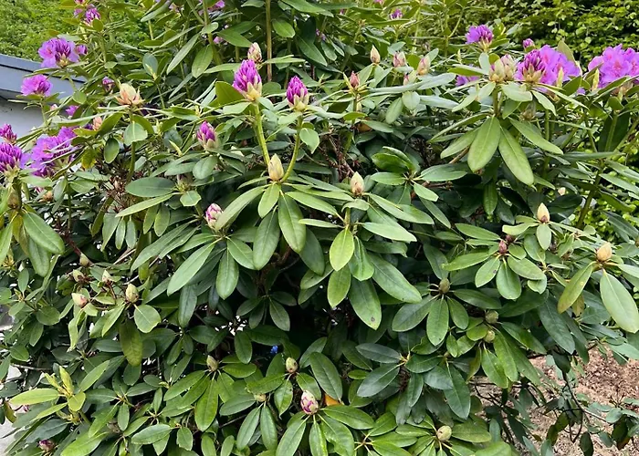 Koenigshof * 몬샤우